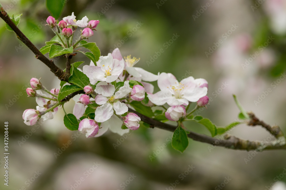 Der Apfelbaum blüht im Frühjahr mit weiß-rosa-farbenen Blüten. Die Bienen sammeln dort im Frühling ihren Nektar.