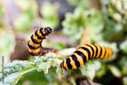 Black and yellow Cinnabar Caterpillar turning to another on a leaf © Will