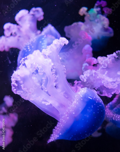 medusas  moradas nadando en el agua © javi