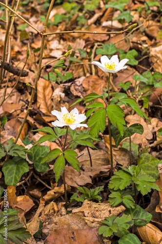 A wood anemone (Anemone nemorosa) blossoms in spring in the forest. The white flowers are a nice contrast to the dark background, made of dry beech leaves. The focus is on the spring bloomers.