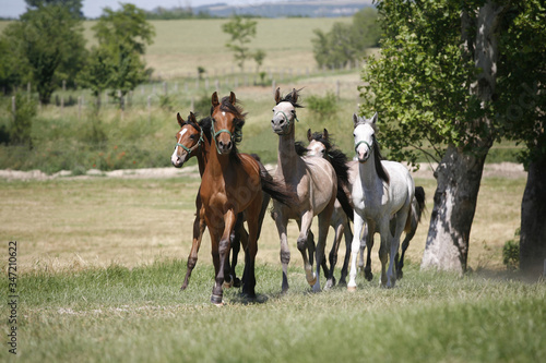 Panoramic view of herd of horses while running home on rural animal farm © acceptfoto