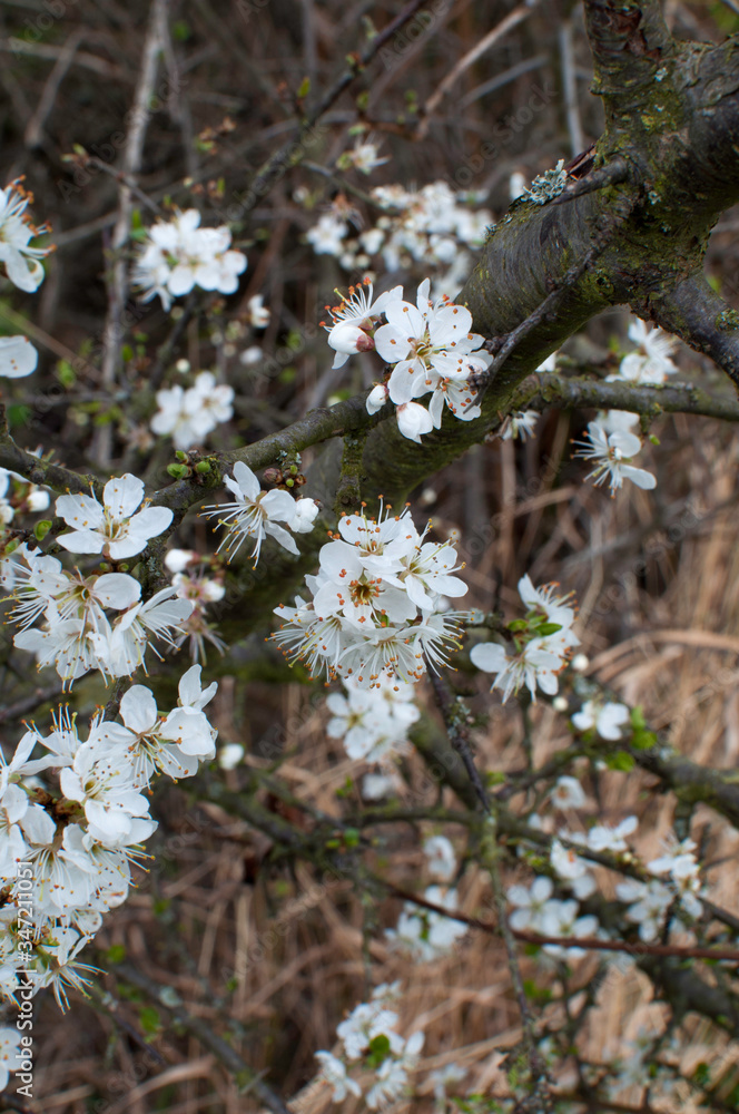 Cherry flowers with bokeh and dark unsharp background Cherry flowers with bokeh and dark unsharp background