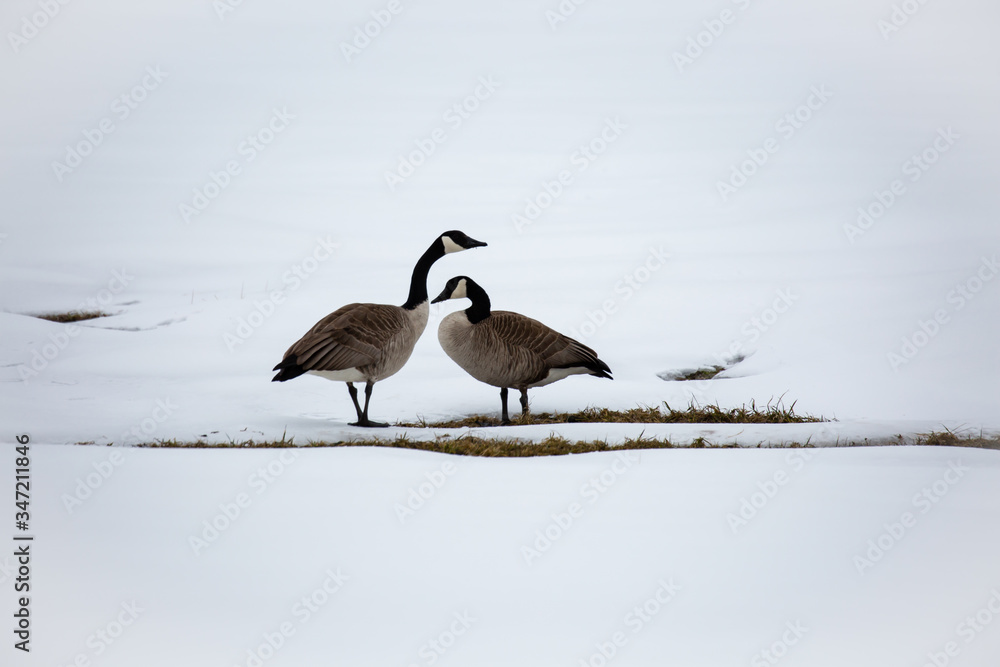 Canada Goose (Branta canadensis) in a field covered with snow in April,  horizontal Stock Photo | Adobe Stock