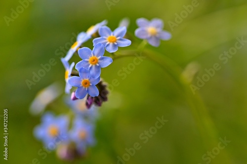 Beautiful blue small flowers - forget-me-not flower. Spring colorful nature background. (Myosotis sylvatica) © montypeter
