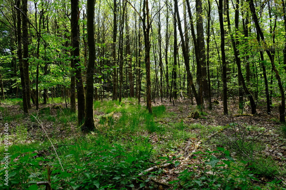 Obraz premium Wald