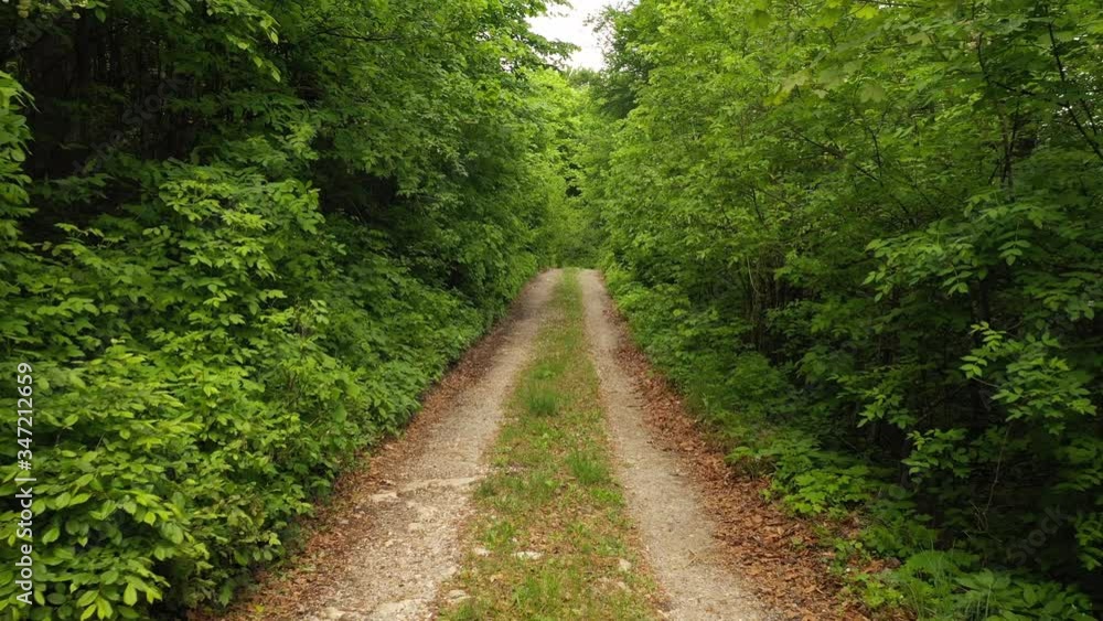 Straight forest road in green sunny forest landscape. Straight forest road in green sunny forest landscape.