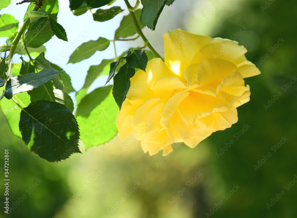 Gelbe Rose im Garten Gelbe Rose im Garten