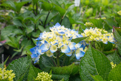 Blue Hydrangea Bloom photo