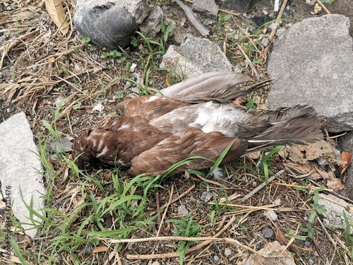 
The bird death in a street
