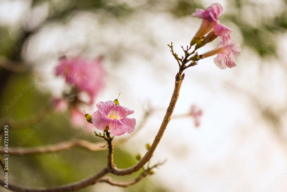 Tabebuia Rosea flower or pink Thai sakura Tabebuia Rosea flower or pink Thai sakura