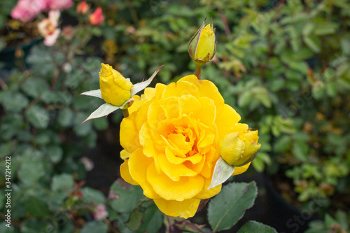 Yellow Rose