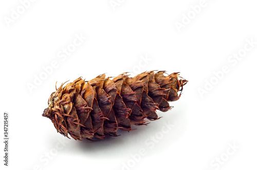 The cone of a Douglas fir. Looks like a fir or spruce cone. the scales are jagged. Isolated on a white background.