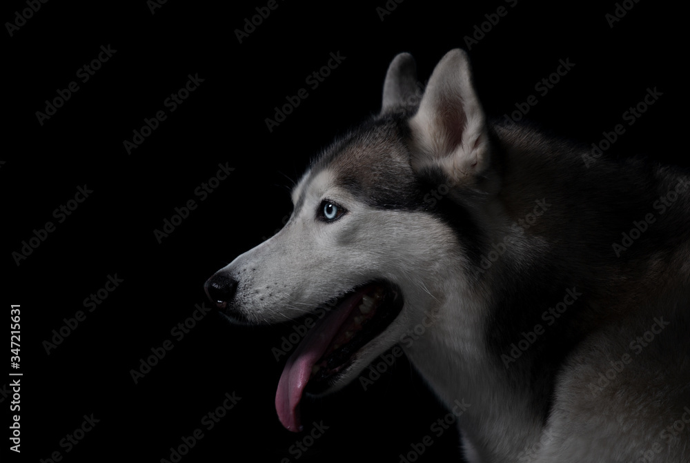 Siberian husky on black background