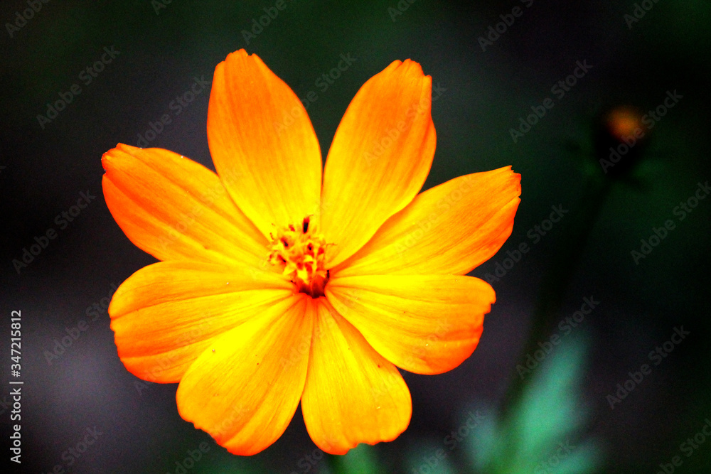 orange flower on black background orange flower on black background