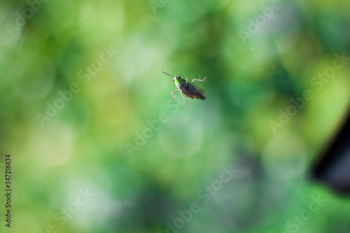Grasshopper © Alberto