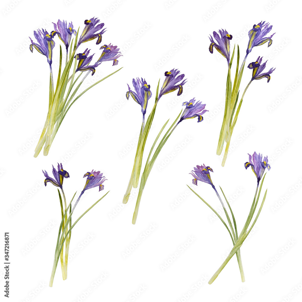 Obraz premium Watercolor spring flowers set. Beautiful irises and crocuses. isolated on white background.