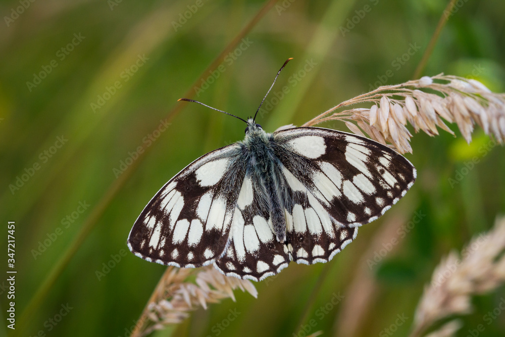Close up of a Marbled White butterfly, Melanargia galathea, with wings wide open, perched on a grass stem with a blurred green background. Close up of a Marbled White butterfly, Melanargia galathea, with wings wide open, perched on a grass stem with a blurred green background.