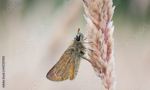 Little Skipper butterfly, Thymelicus sylvestris roosting on a grass stem in a meadow with straw-coloured blurred background. Close up side view, muted colours, copy space.