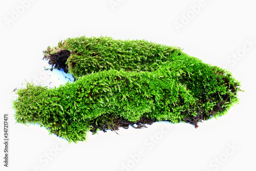 moss green on white background.