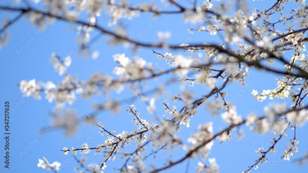 Blooming apple tree against the background of a bright blue sky. Blooming apple tree against the background of a bright blue sky.