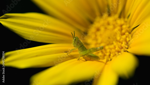 Spring grasshopper
