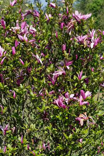 Arbuste de Magnolia violet en floraison printani  re - France -