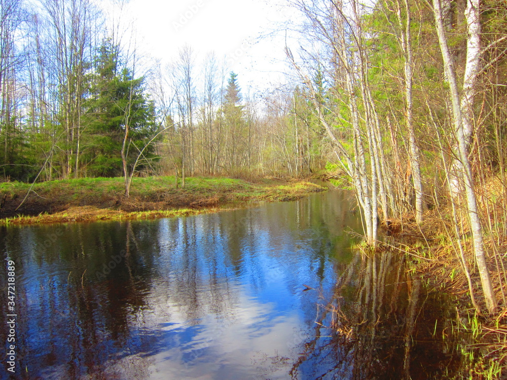 forest forest
