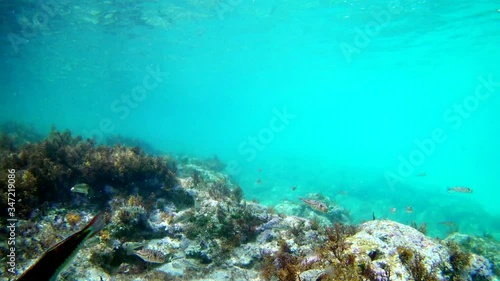 Underwater view on the fragment of sea bottom with a lot of multi colored fishes