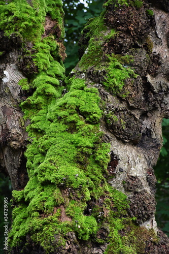 Moss green on root of tree in forest.