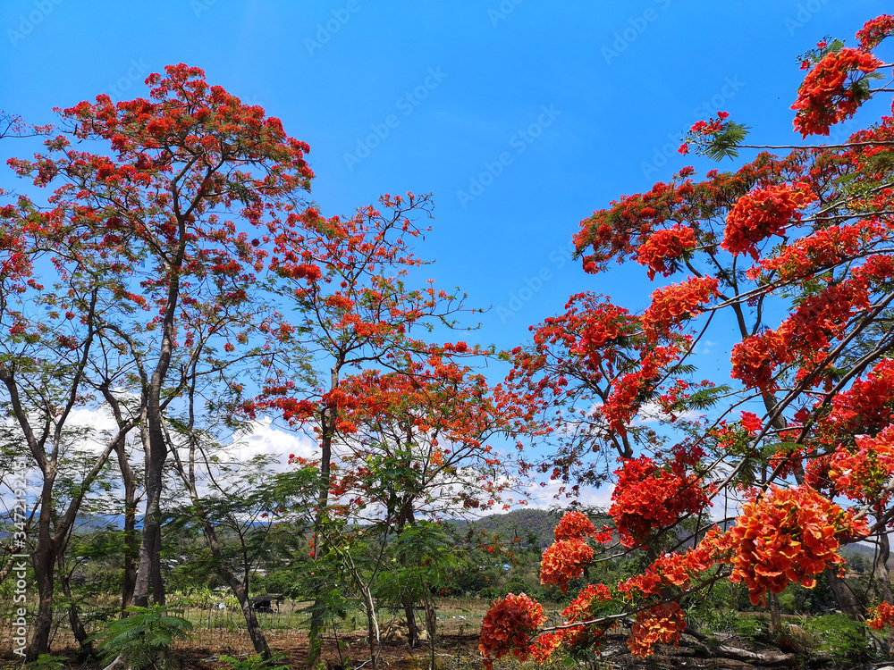 Naklejka premium The Flame tree, Royal poinciana or Delonix regia flower tree in the outdoor park with blue sky