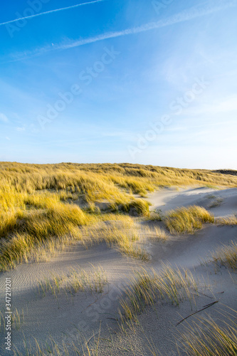 Dunes in the morning sunlight. Grasses grow on the hilltops. In the blue sky  white clouds move to the sea. Beach in the netherlands near the island texel.