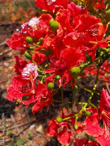 Close up of The Flame tree  Royal poinciana or Delonix regia flower tree in the outdoor park