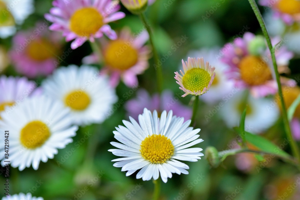 Obraz premium beautiful flowers in the nature