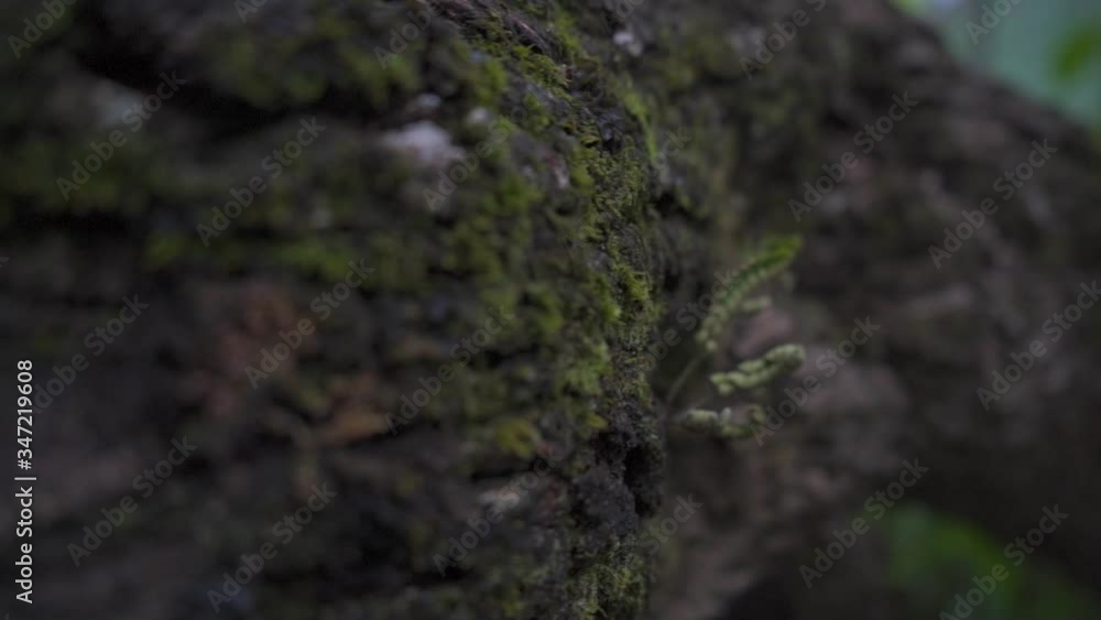 Observando la textura y las maravillas de la naturaleza desde la corteza de un árbol Observando la textura y las maravillas de la naturaleza desde la corteza de un árbol