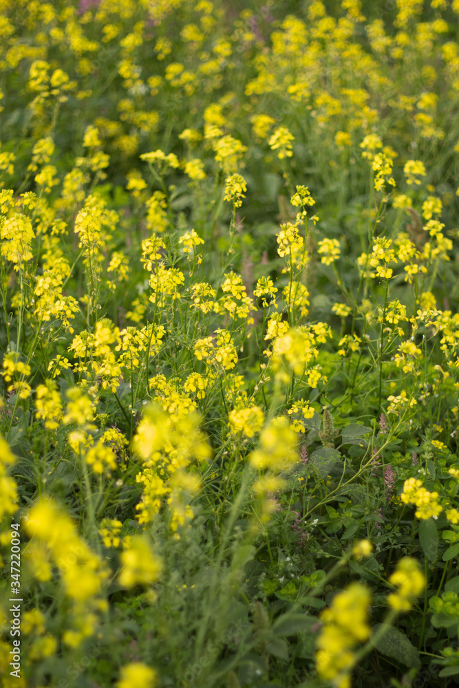 The rape field