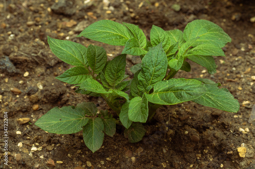 A young potato plant growing in a garden in the UK