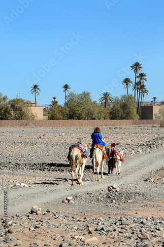 Africa , Morocco ,Kasbah Amridil, January 2020 -  Ouled Yaacoub, Skoura - Camels and tourist visiting the place photo
