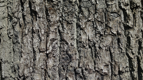 Tree Bark © Edyta