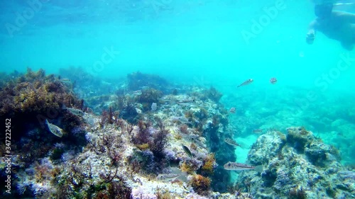 Snorkeler using action camera in waterproof box to make photos and video