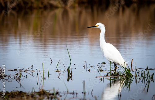 Snowy egret in Big Branch Marsh © Pam