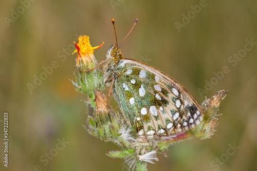 Dark Green Fritillary, Argynnis aglaja, on a yellow wild flower, close up side view with blurred background and copy space.
 photo