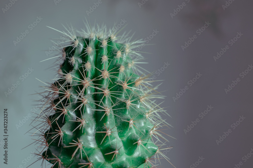 Green cactus with thorns. A growing green cactus with needles Green cactus with thorns. A growing green cactus with needles