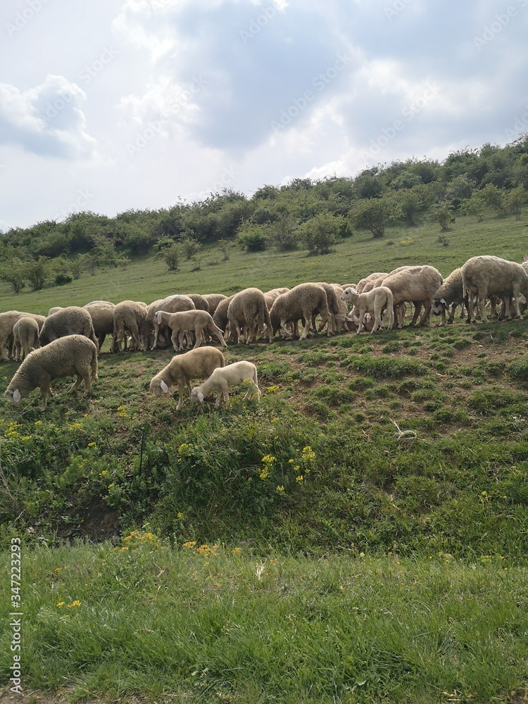 Fototapeta premium herd of sheep
