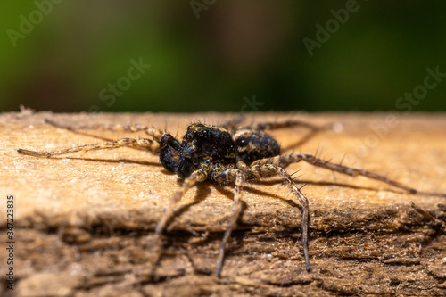 black striped spider crawls on a wooden stick, macro