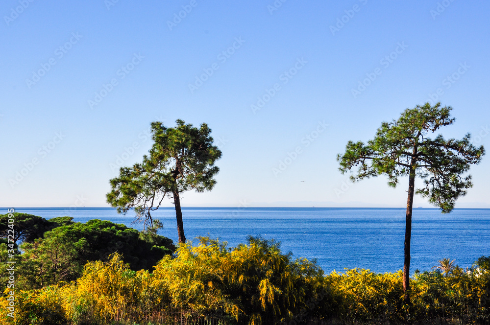 Two pine trees rise above the forest against the backdrop of the sea and sky