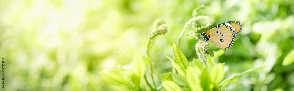Amazing nature view of butterfly on blurred greenery background in garden and sunlight with copy space using as background natural green plants landscape, ecology, fresh wallpaper concept. Amazing nature view of butterfly on blurred greenery background in garden and sunlight with copy space using as background natural green plants landscape, ecology, fresh wallpaper concept.