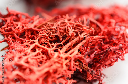 Macro of bright red moss. Nature plant background