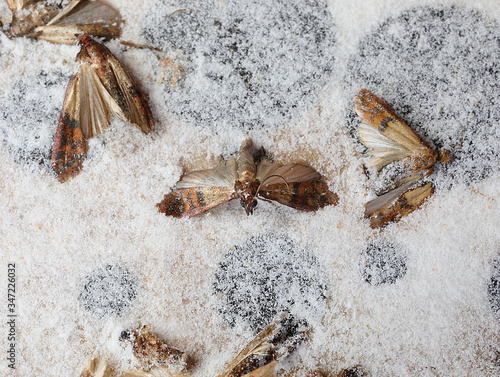 Valokuva Indianmeal moths in the trap are insects that infest cereal flou