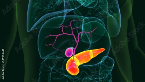 3D Illustration Human Gallbladder With pancreas Anatomy