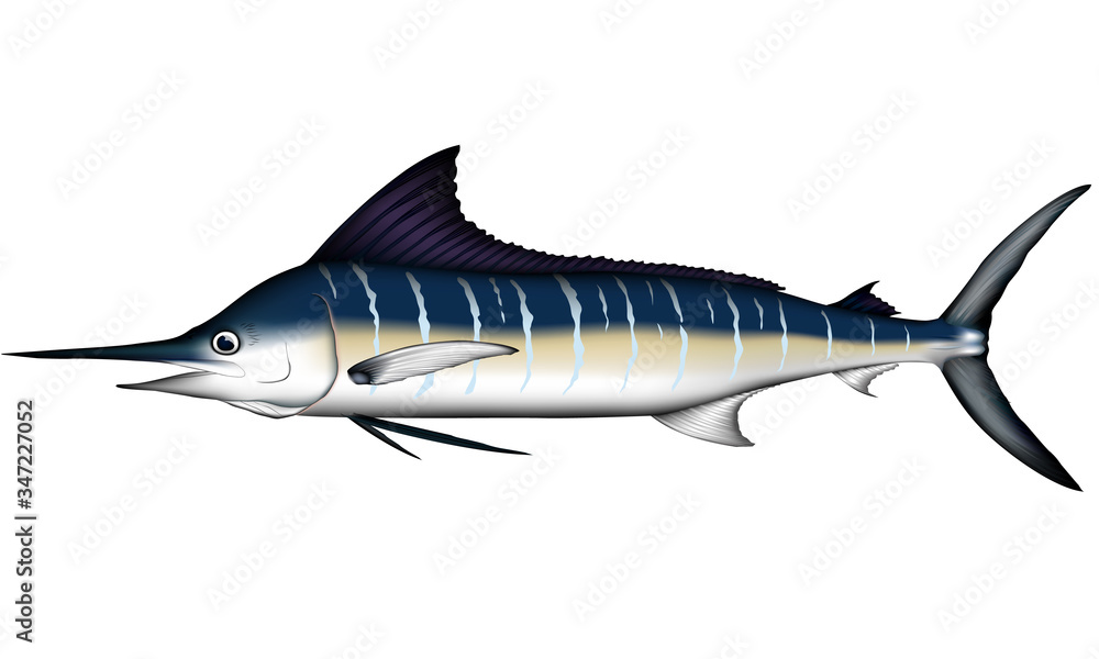 Fototapeta premium マカジキ